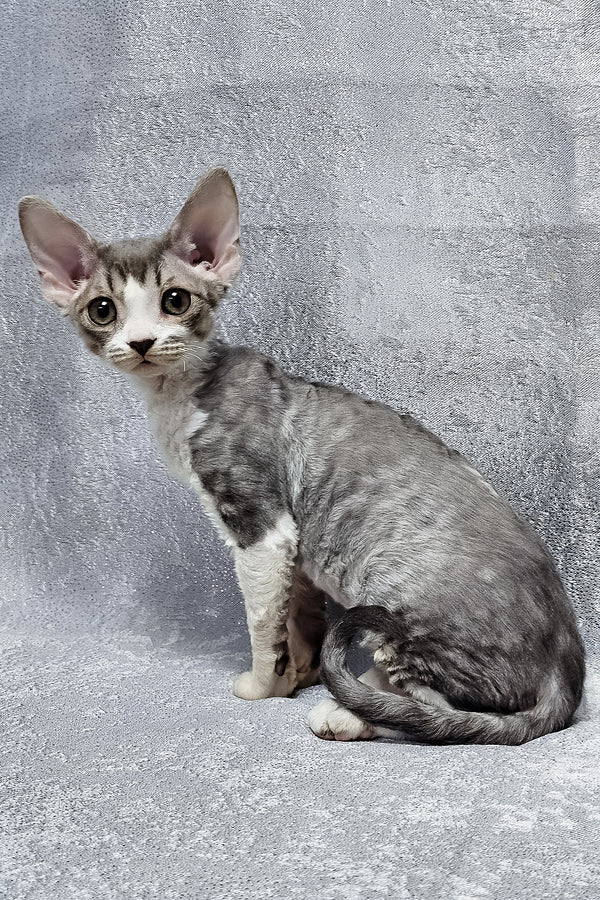 Frederika | Devon Rex Kitten