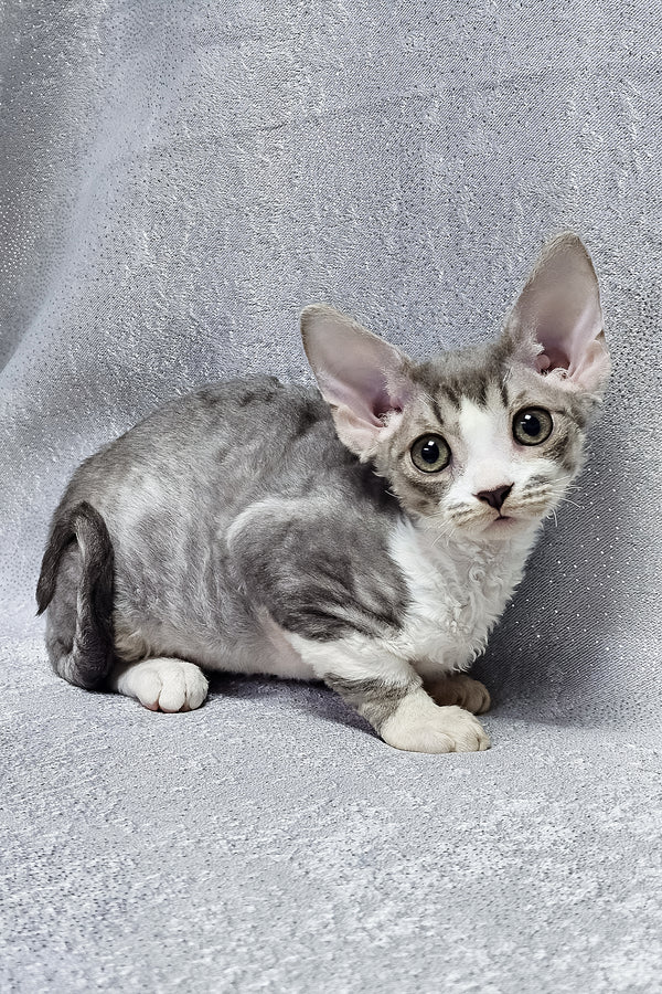 Frederika | Devon Rex Kitten