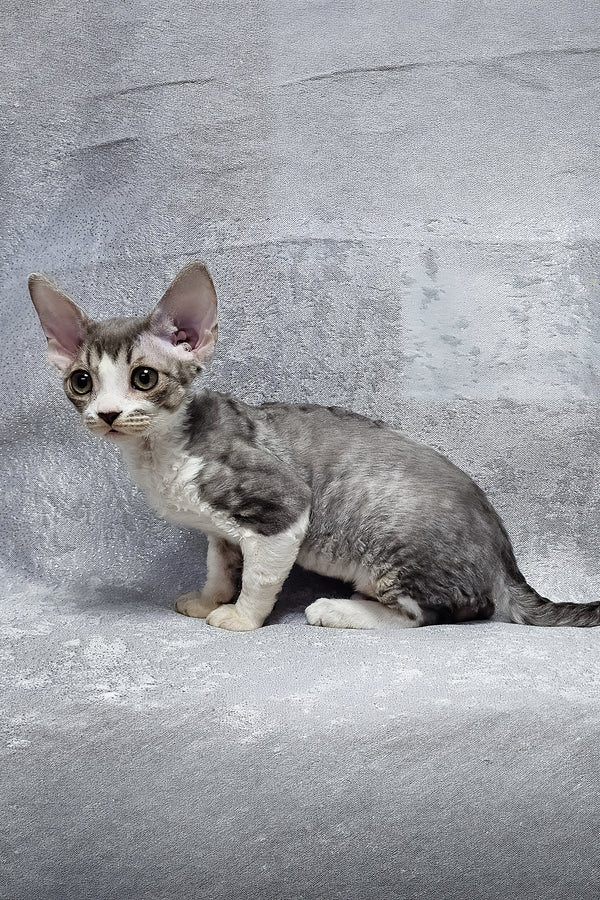 Frederika | Devon Rex Kitten