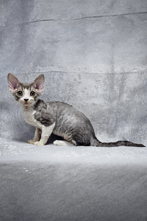 Frederika | Devon Rex Kitten