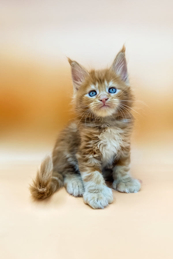 Gans | Polydactyl Maine Coon