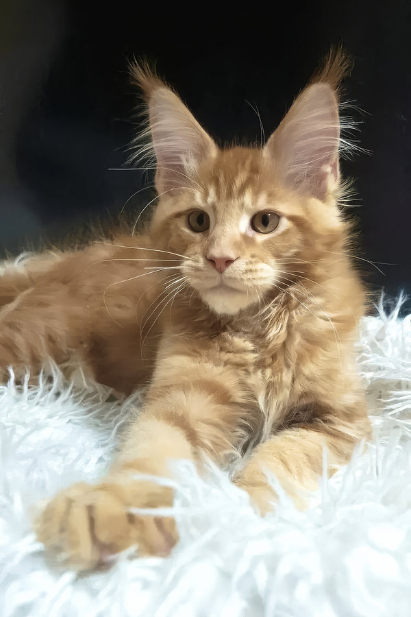 Garfield | Maine Coon Kitten
