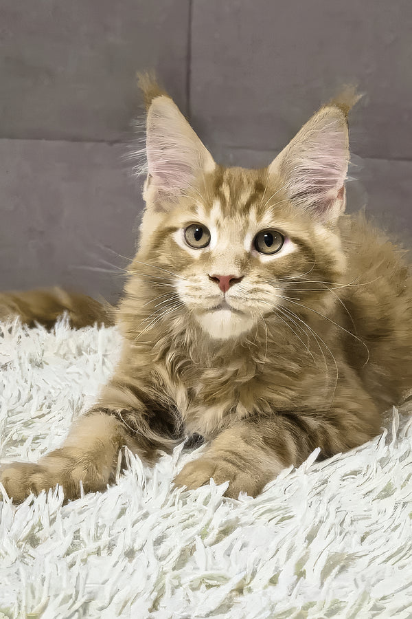 Garfield | Maine Coon Kitten