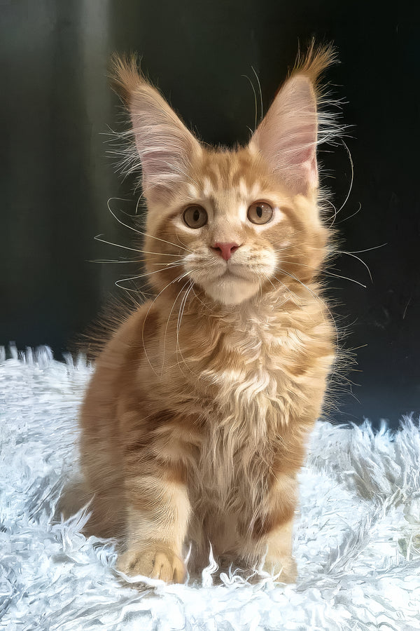 Garfield | Maine Coon Kitten
