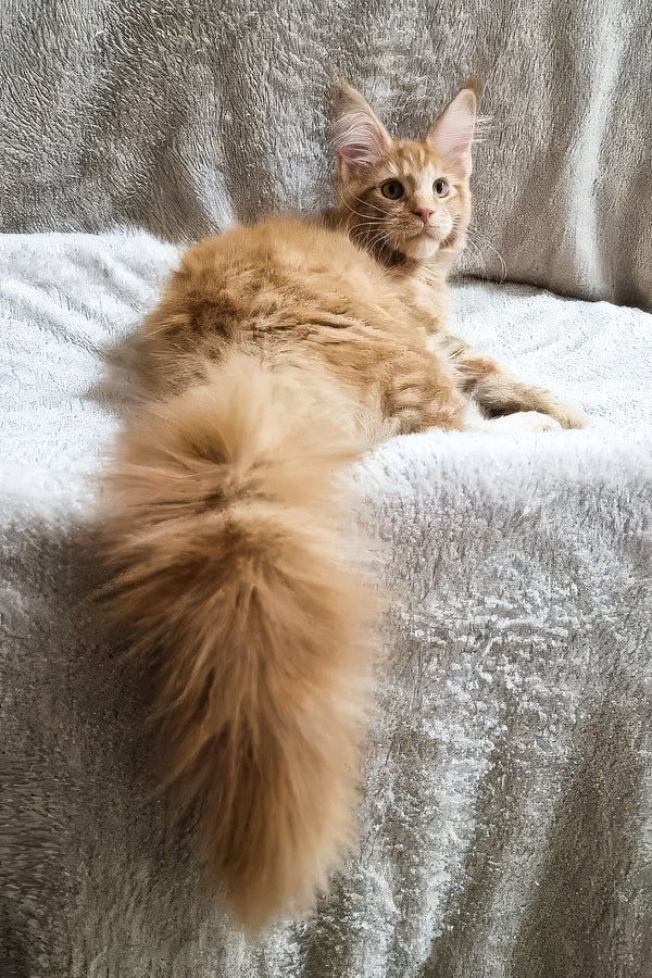 Garfield | Maine Coon Kitten