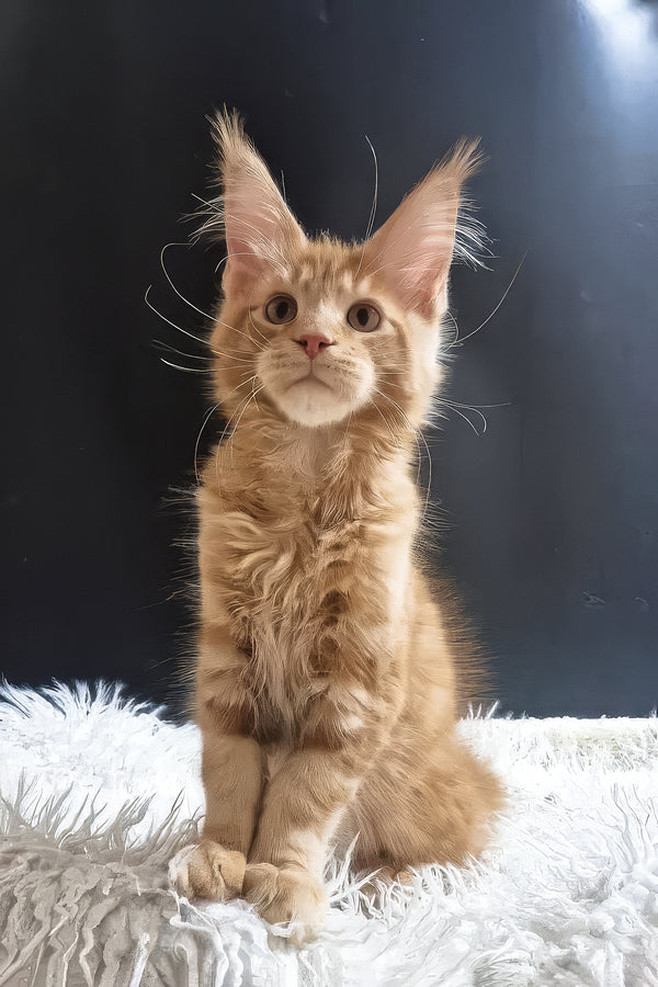 Garfield | Maine Coon Kitten