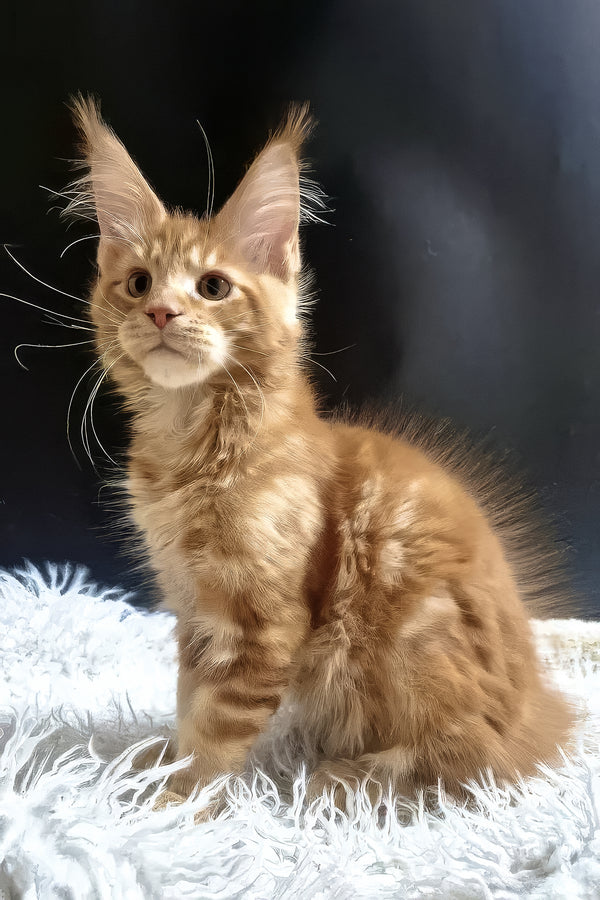 Garfield | Maine Coon Kitten