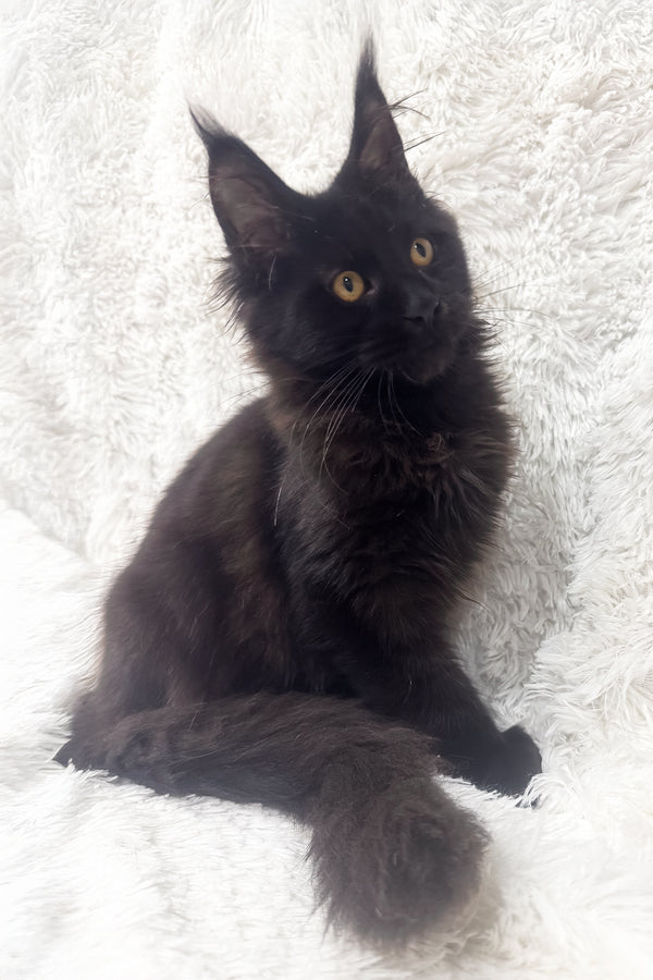 Garry | Polydactyl Maine Coon Kitten