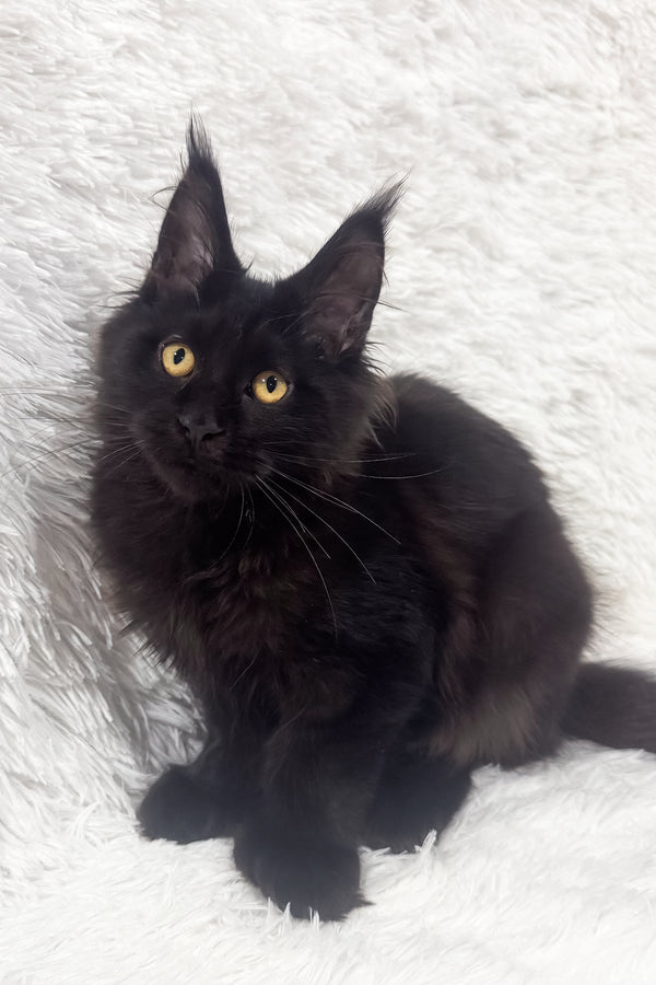 Garry | Polydactyl Maine Coon Kitten