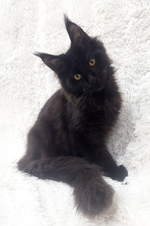 Garry | Polydactyl Maine Coon Kitten