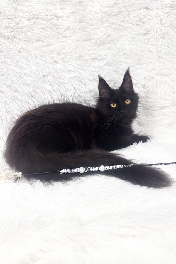 Garry | Polydactyl Maine Coon Kitten