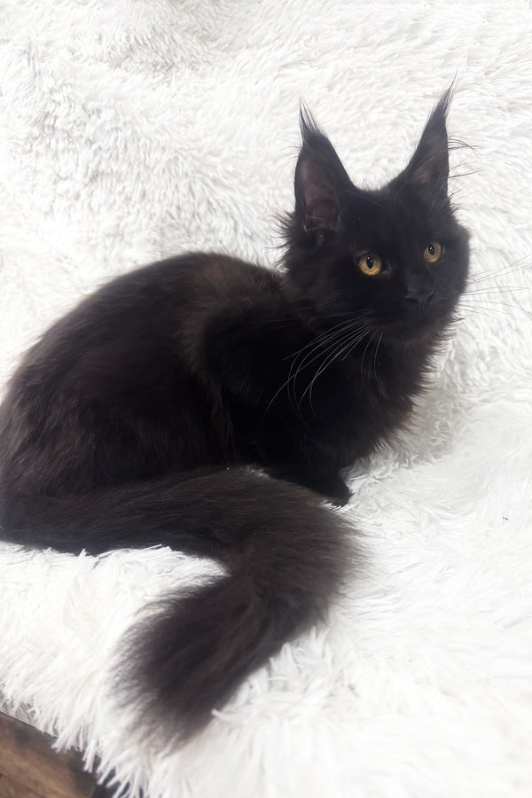 Garry | Polydactyl Maine Coon Kitten