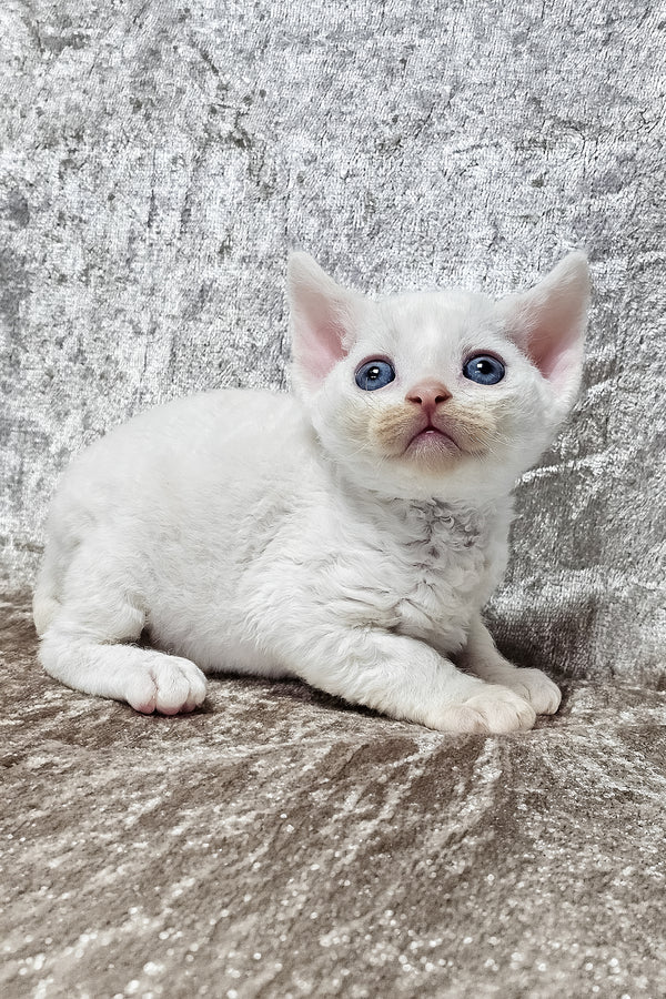 Gerald | Devon Rex Kitten