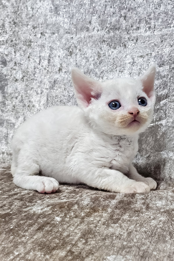 Gerald | Devon Rex Kitten