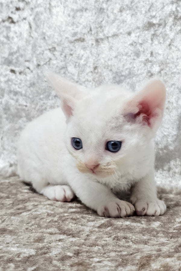 Gerald | Devon Rex Kitten