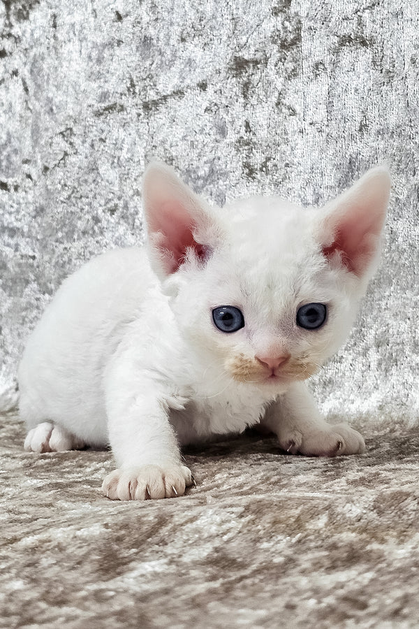 Gerald | Devon Rex Kitten