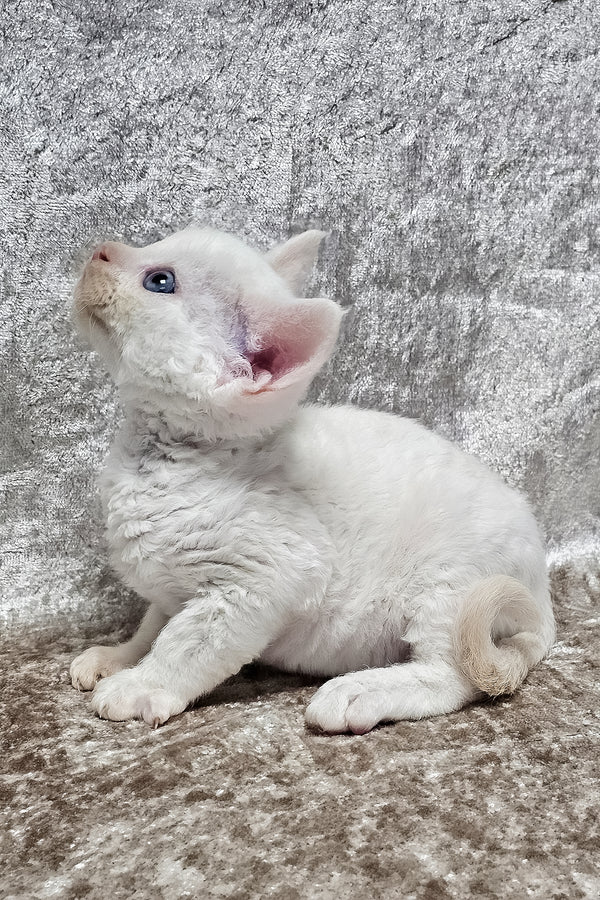 Gerald | Devon Rex Kitten