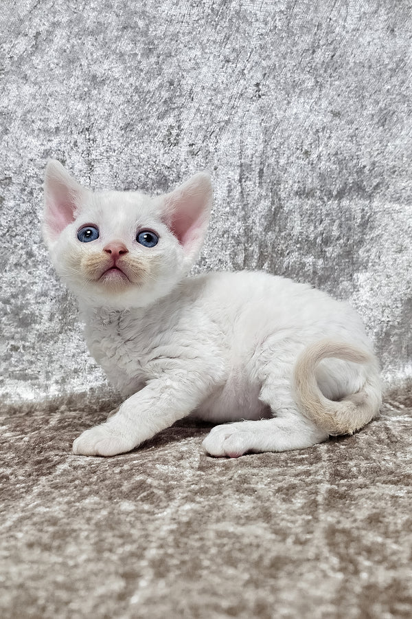 Gerald | Devon Rex Kitten