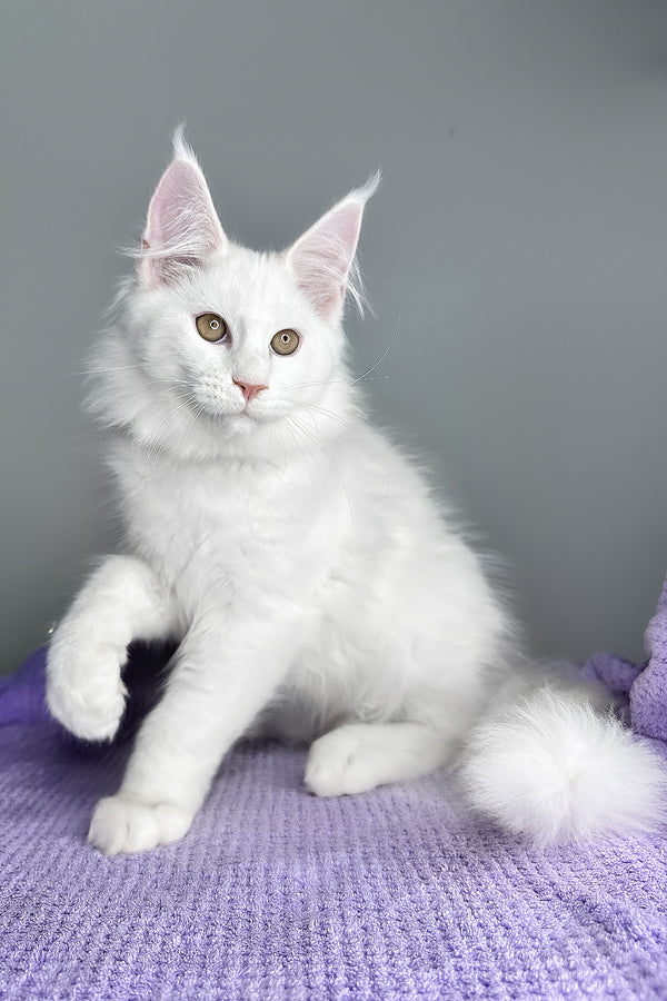 Gilbert | Maine Coon Kitten
