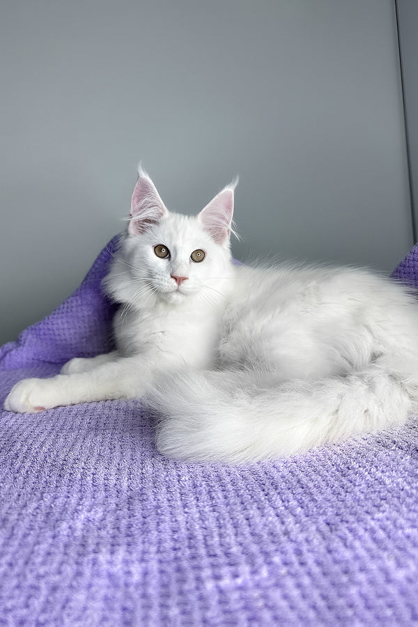 Gilbert | Maine Coon Kitten