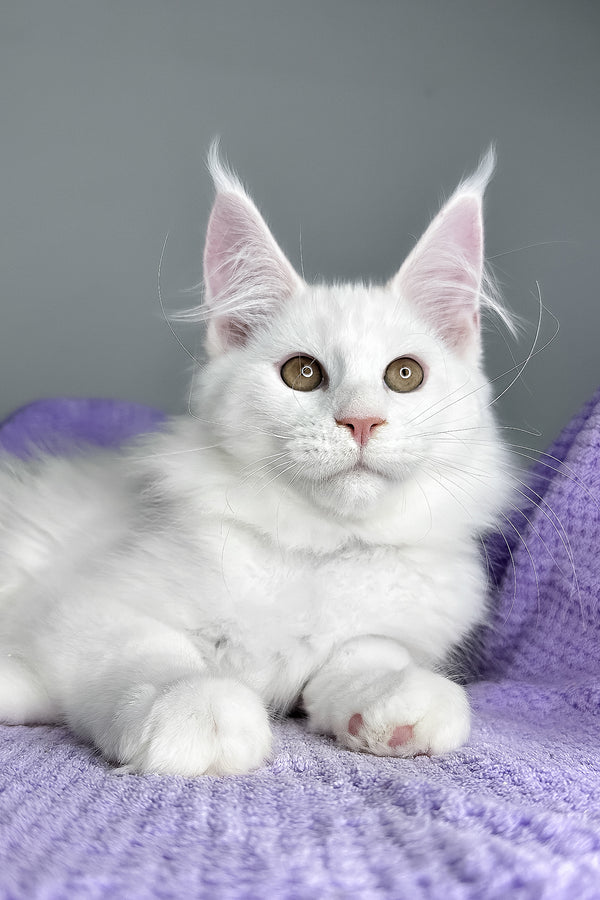 Gilbert | Maine Coon Kitten