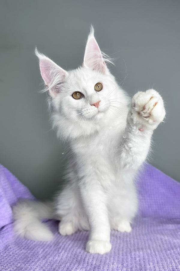 Gilbert | Maine Coon Kitten