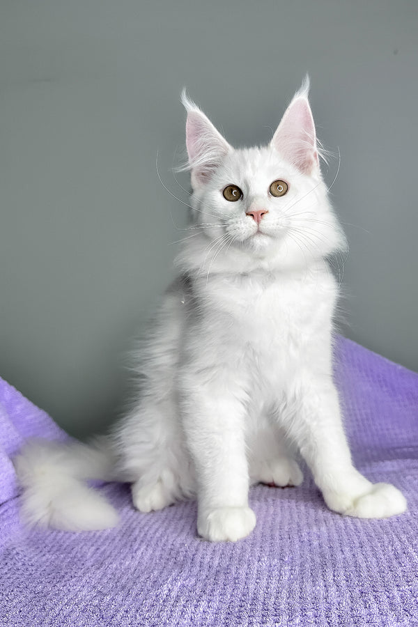 Gilbert | Maine Coon Kitten