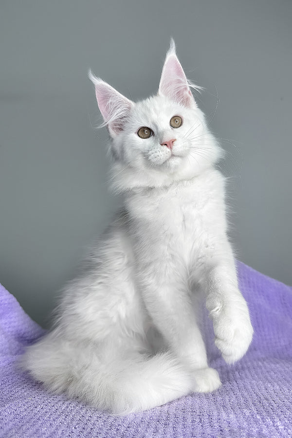 Gilbert | Maine Coon Kitten