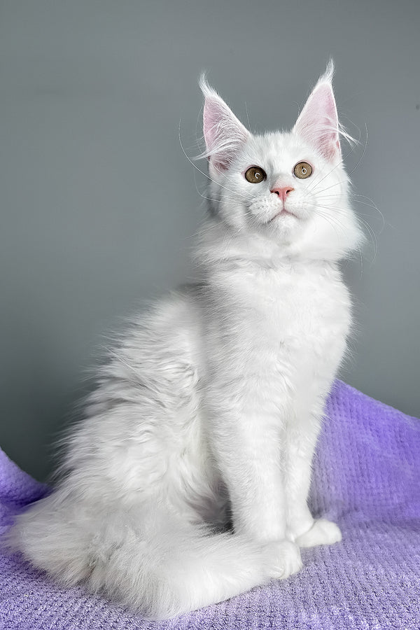 Gilbert | Maine Coon Kitten