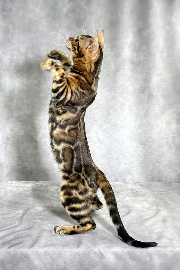 A sleek bengal kitten with golden-brown rosette markings stands upright showcasing purebred kitties with health guarantee