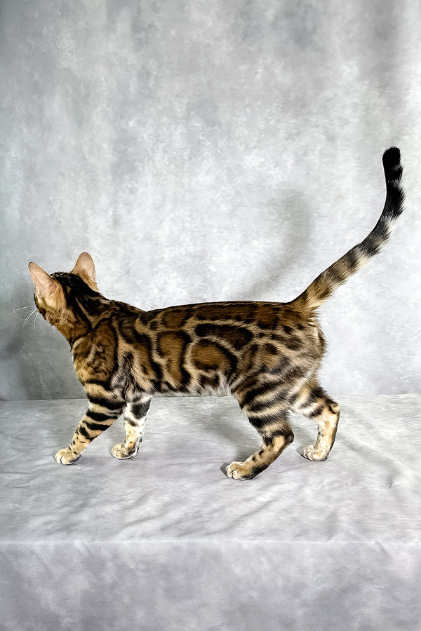A sleek bengal kitten with a rich brown and black spotted coat from Gillia offering purebred kitties and health guarantee