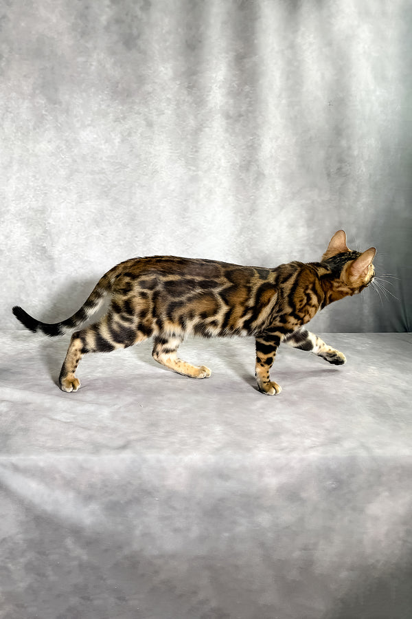 A sleek bengal kitten with a glossy brown and black spotted coat featuring rosettes and a comprehensive health guarantee