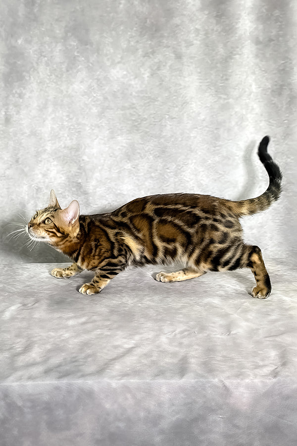 A sleek bengal kitten with golden brown coat and bold black rosettes standing alert on soft gray surface with comprehensive health guarantee