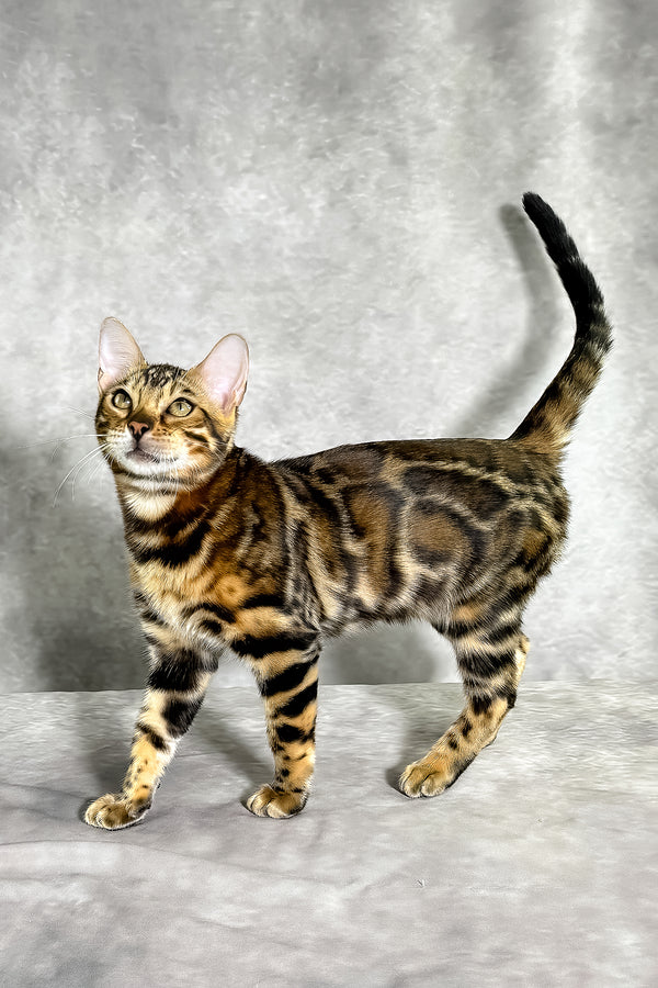 A sleek bengal kitten with golden eyes and rosetted coat featured in gillia purebred kitties with health guarantee