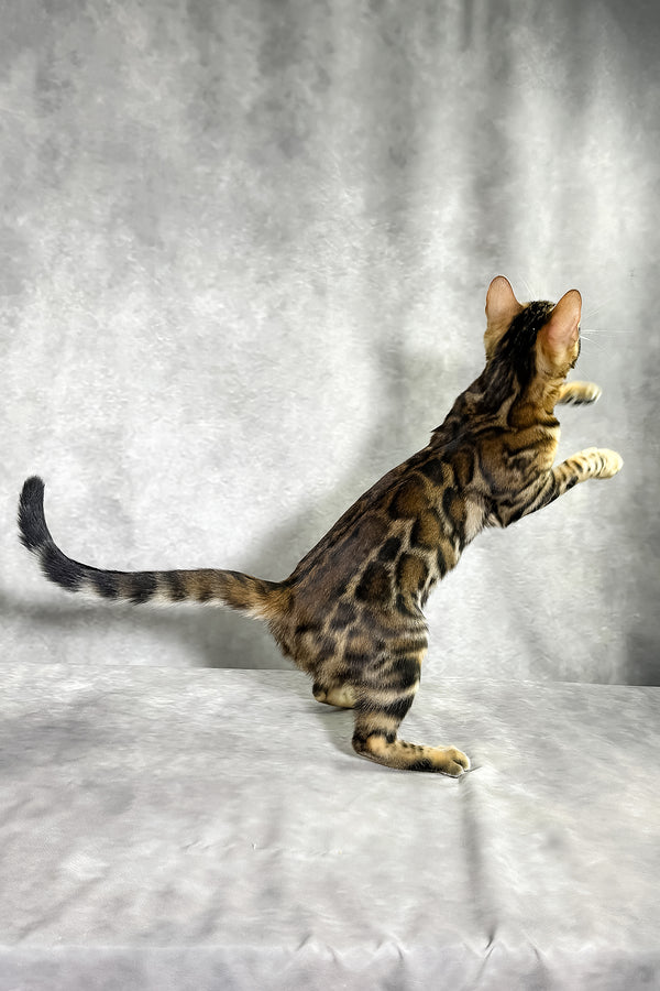A sleek bengal kitten with a glossy brown and black spotted coat stands poised with a comprehensive health guarantee