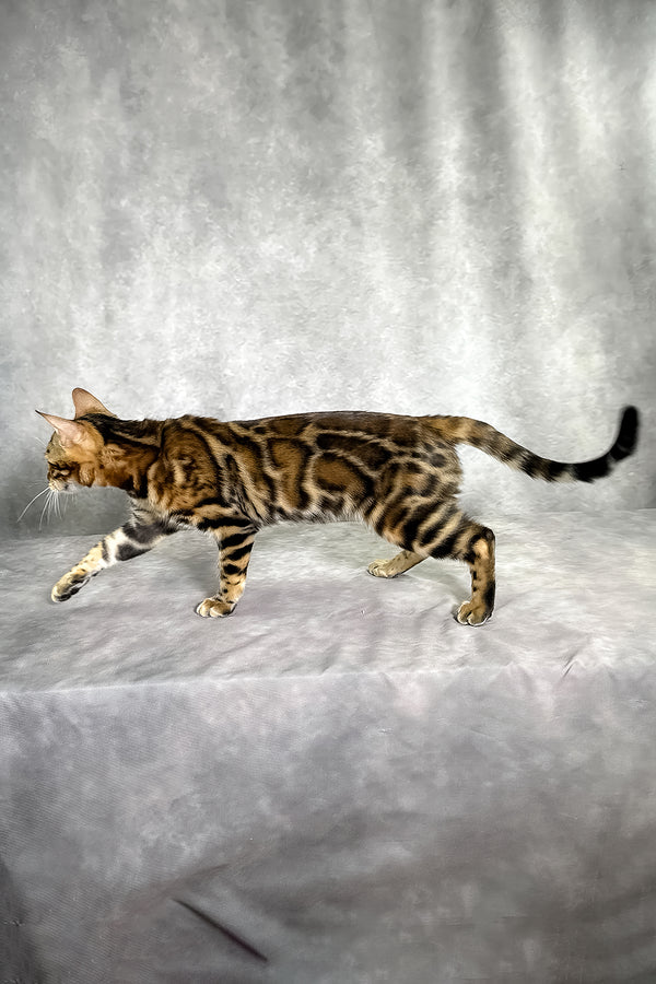 A sleek bengal kitten with golden-brown coat and black rosettes walking on gray surface with comprehensive health guarantee