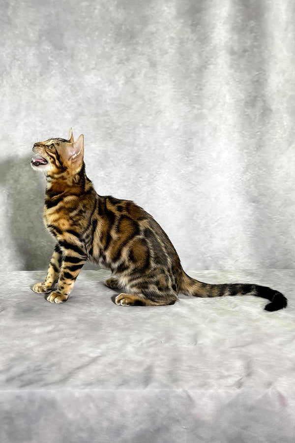 A sleek bengal kitten with golden-brown rosette fur sits alertly on a soft gray surface with comprehensive health guarantee
