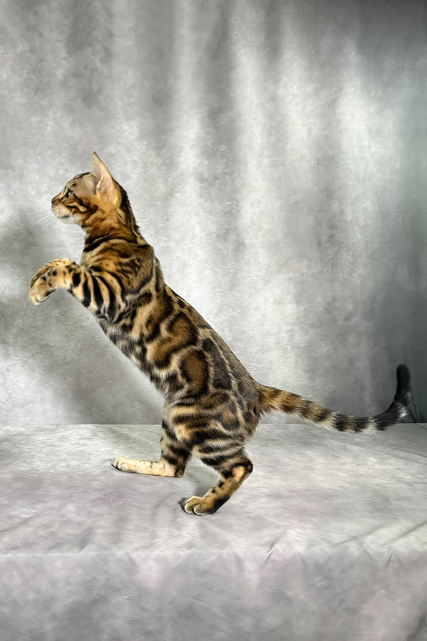 A sleek bengal kitten with a golden-brown spotted coat stands alert showcasing purebred kitties with health guarantee