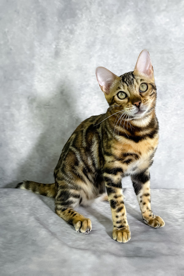A sleek bengal kitten with golden eyes and rich brown striped coat sits alert with a comprehensive health guarantee