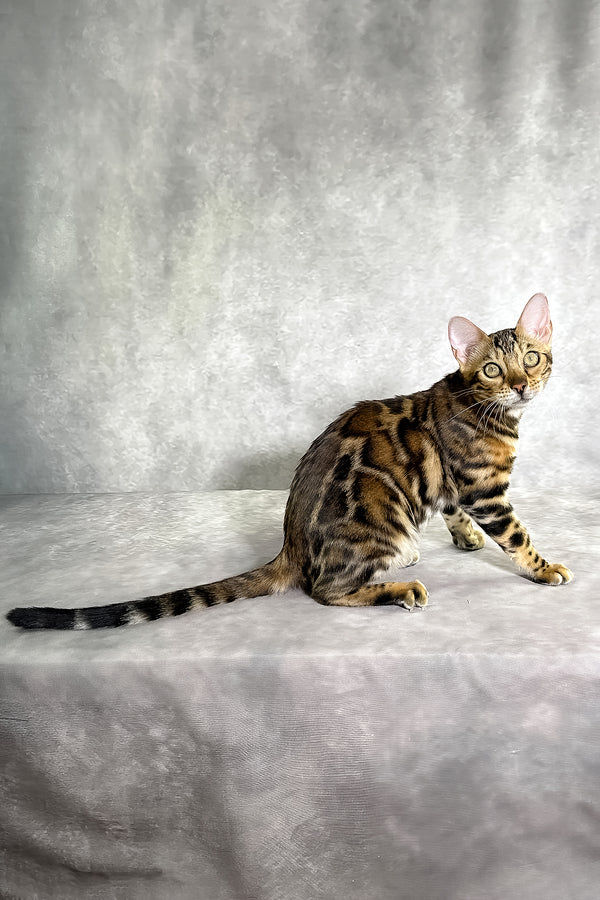 A sleek bengal kitten with golden eyes and rich brown spotted coat sitting on a soft gray surface with comprehensive health guarantee
