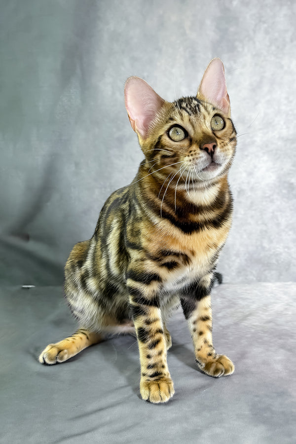 A sleek bengal kitten named gillia with striking golden eyes and rich striped coat backed by a comprehensive health guarantee