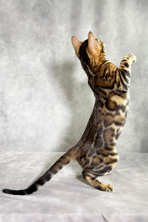 A sleek bengal kitten with golden-brown coat and bold black spots standing on hind legs with comprehensive health guarantee