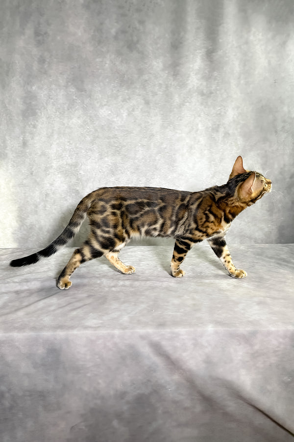 A sleek bengal kitten with a golden-brown coat and black rosettes standing on gray surface with comprehensive health guarantee