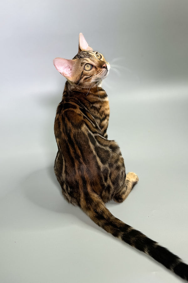 Gillia | Bengal Kitten