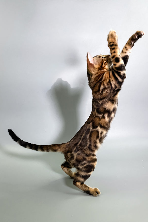 Gillia | Bengal Kitten