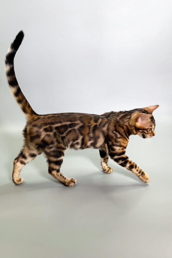 Gillia | Bengal Kitten