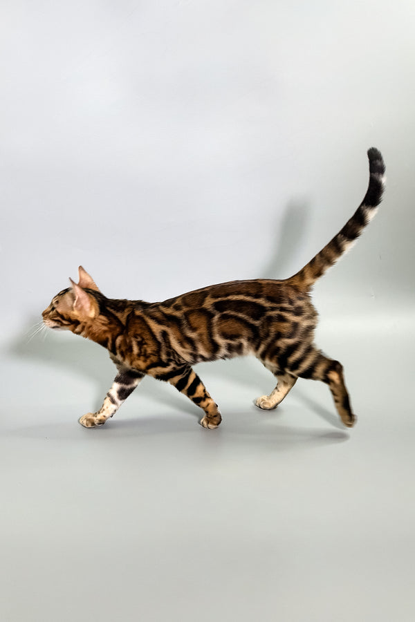 Gillia | Bengal Kitten