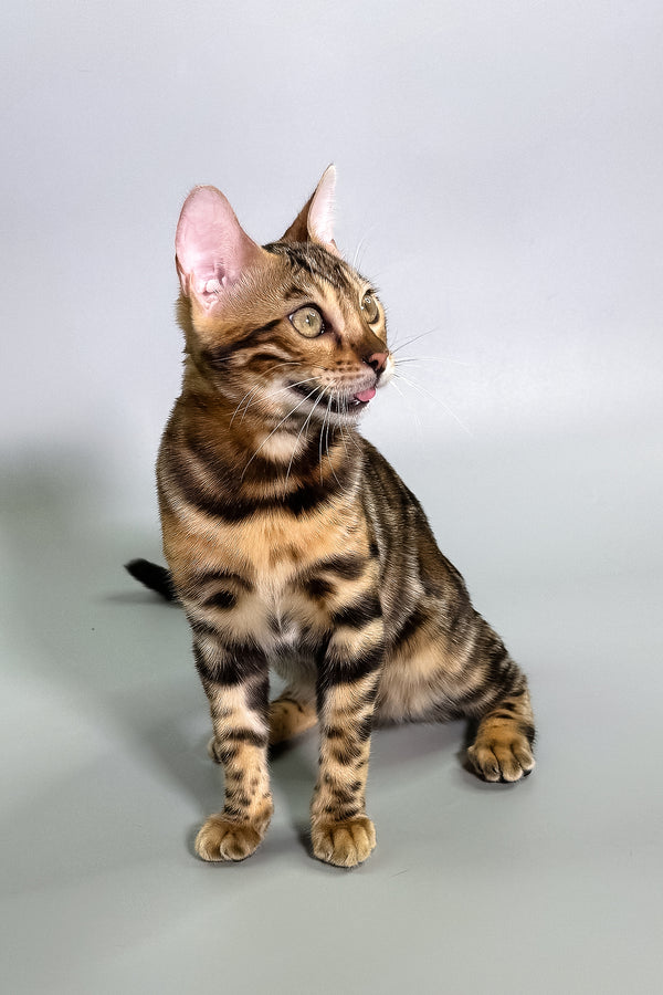 Gillia | Bengal Kitten