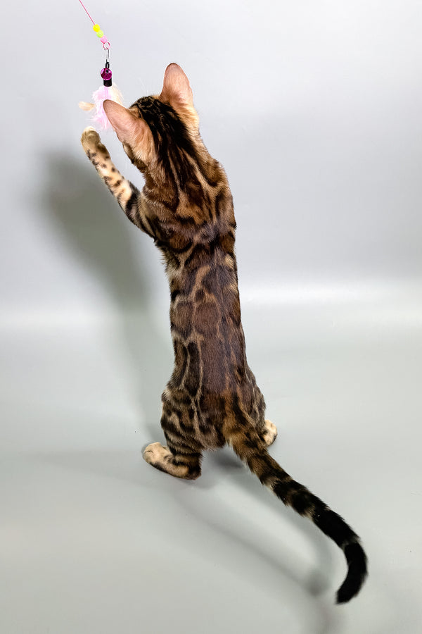 Gillia | Bengal Kitten