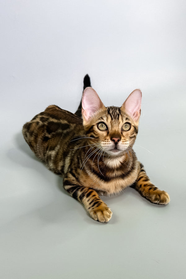 Gillia | Bengal Kitten